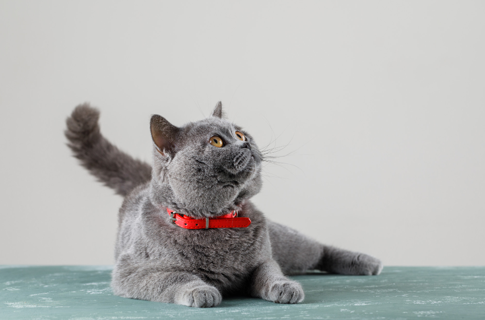 grey-cat-lying-looking-up