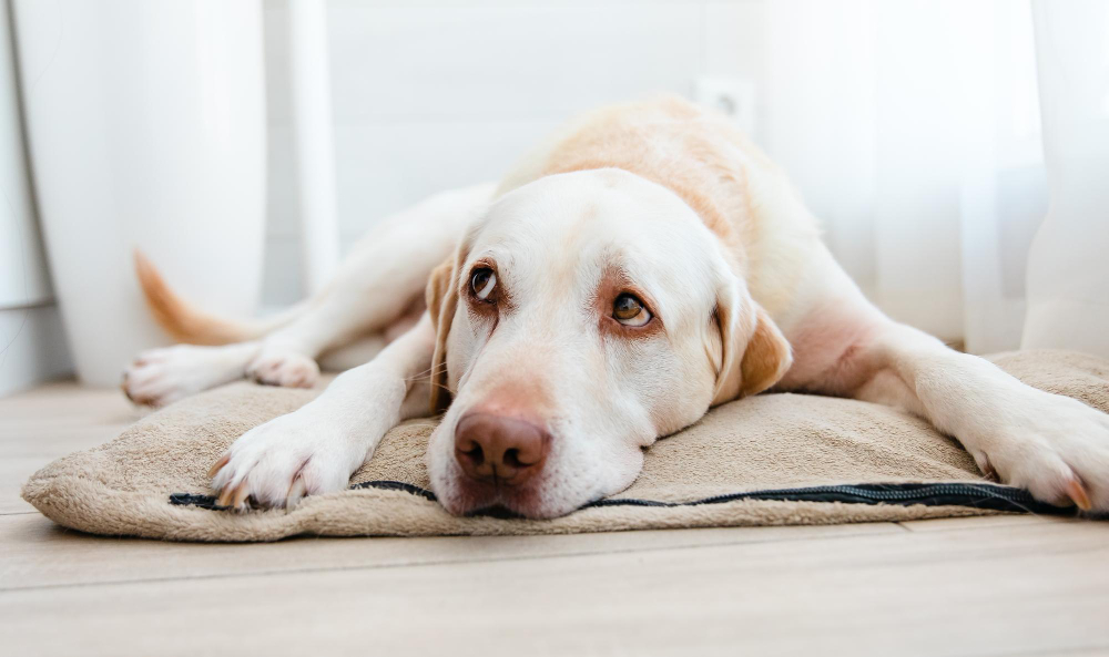 sad-dog-home-labrador-retriever-dog-lying-down